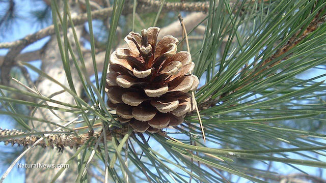 Pinecone-Tree-Forest