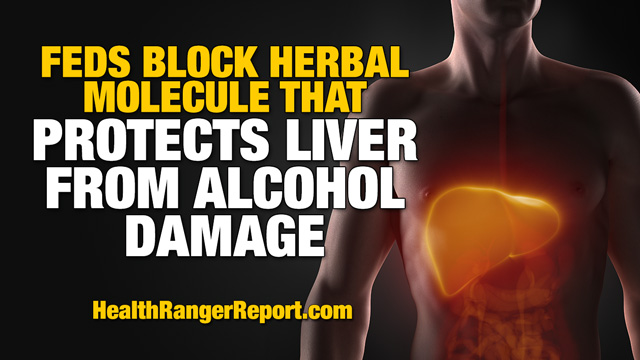 Feds-Block-Herbal-Molecule-Protects-Liver-Alcohol-Damage