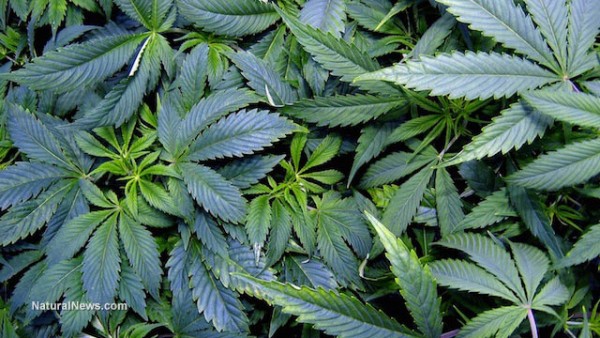 Marijuana-Plant-Leaves-Pot