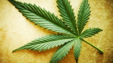 large_Marijuana-leaf-1