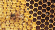 Bee-On-Honeycomb