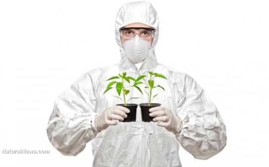 GMO-Plants-Herbs-Crop-Science
