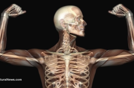 Anatomy-Human-Skeleton-Muscles-Xray-Bones