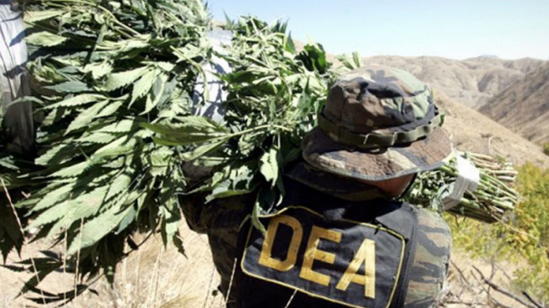 Drug cartel research paper