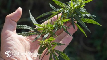 Marijuana-Plant-Leaves-Hand-650X