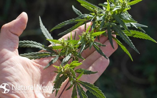 Marijuana-Plant-Leaves-Hand-650X