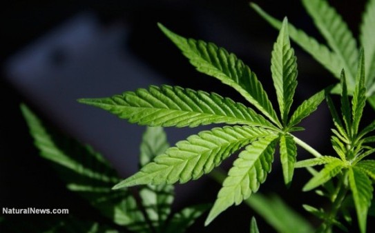 Marijuana-Pot-Plant-Leaf