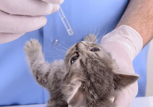 veterinarian dripping drops to the kitten eye in clinic