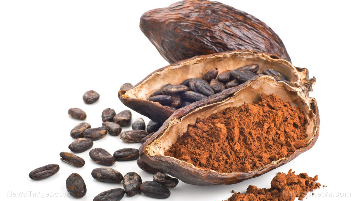 Researchers find that cocoa flavonoids can help improve mobility and